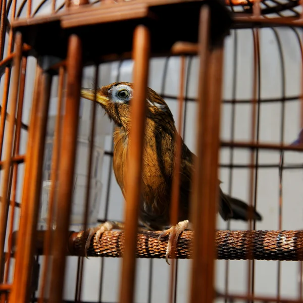 Ptak w klatce — Zdjęcie stockowe