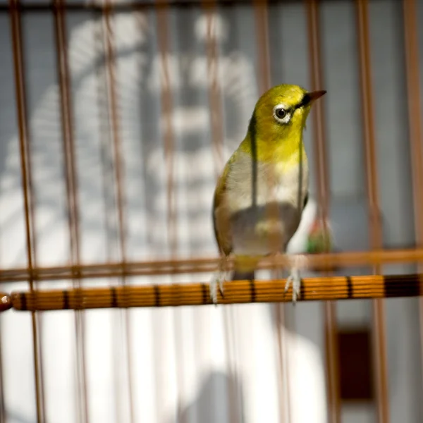 Птица в клетке — стоковое фото