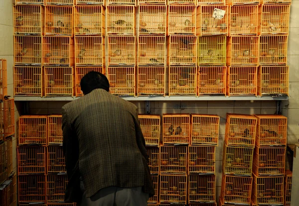Пташиний ринок в Китаї — стокове фото