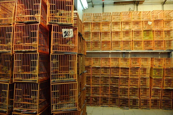 Mercato degli uccelli in Cina — Foto Stock