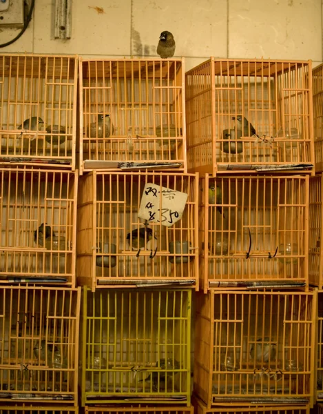 Mercado de aves na China — Fotografia de Stock