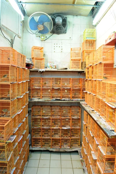 Mercado de aves na China — Fotografia de Stock