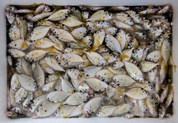 Fresh fish at the Market — Stock Photo, Image