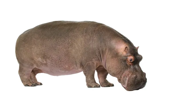 Hippopotamus - Hippopotamus amphibius (30 años ) — Foto de Stock