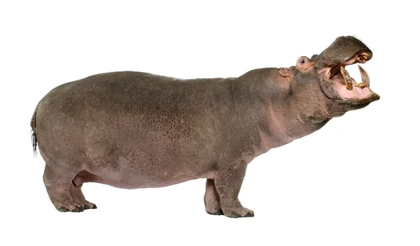 Nilpferd - Nilpferd Amphibie (30 Jahre)) — Stockfoto