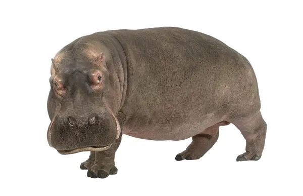 Flodhäst - Hippopotamus amphibius (30 år) — Stockfoto