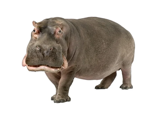 Hipopotam - Hippopotamus amphibius (30 lat) — Zdjęcie stockowe