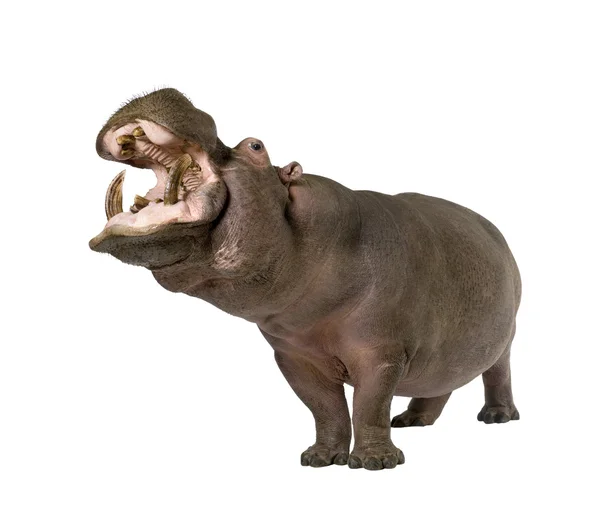 Hippopotamus - Hippopotamus amphibius (30 jaar) — Stockfoto