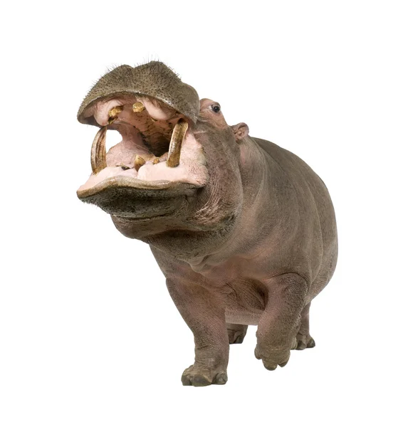 Hippopotamus - Hippopotamus амфібія (30 років) ) — стокове фото