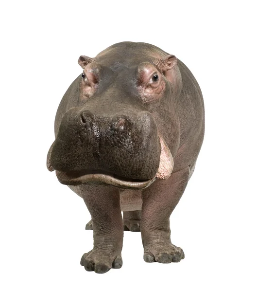 Hippopotamus - Hippopotamus amphibius (30 años ) — Foto de Stock