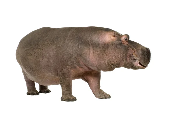 Flodhäst - Hippopotamus amphibius (30 år) — Stockfoto