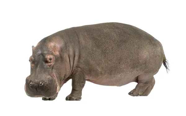 Hippopótamo - Hippopótamo anfíbio (30 anos ) — Fotografia de Stock