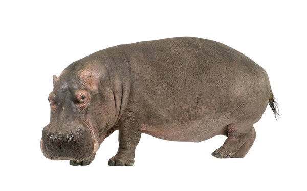 Hippopotamus - Hippopotamus amphibius (30 лет
)