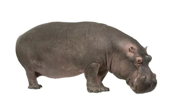 Hippopótamo - Hippopótamo anfíbio (30 anos ) — Fotografia de Stock