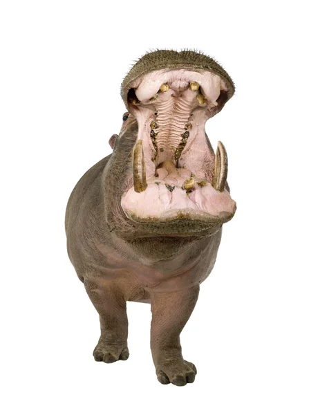 Hippopotamus - Hippopotamus amphibius ( 30 years) — Stock Photo, Image