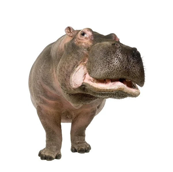 Hippopotamus - Hippopotamus amphibius (30 лет ) — стоковое фото