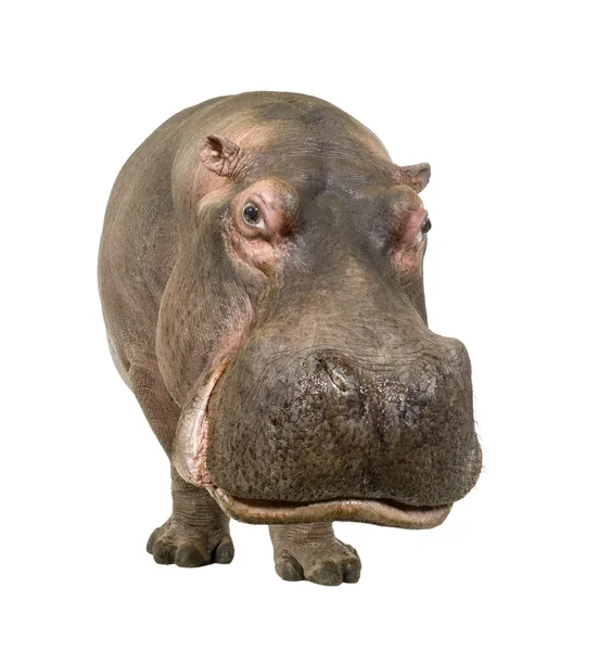 Hipopotam - Hippopotamus amphibius (30 lat) — Zdjęcie stockowe