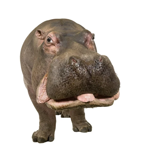 Hippopotamus - Hippopotamus amphibius (30 años ) —  Fotos de Stock