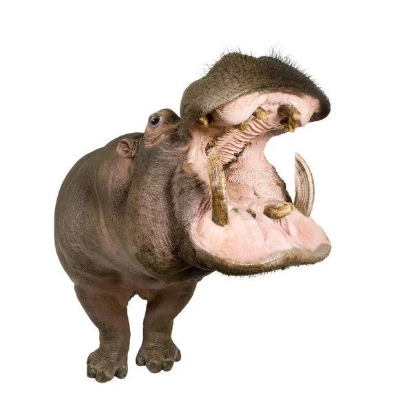 Hippopotamus - Hippopotamus амфібія (30 років) ) — стокове фото