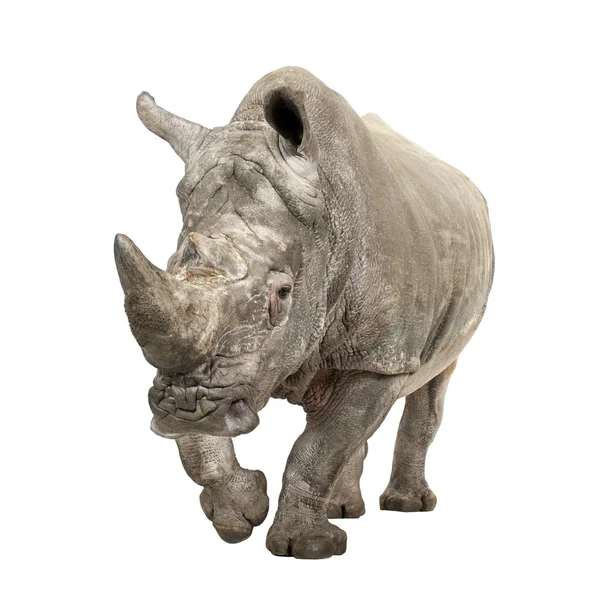 Vit noshörning - Ceratotherium simum (10 år) — Stockfoto