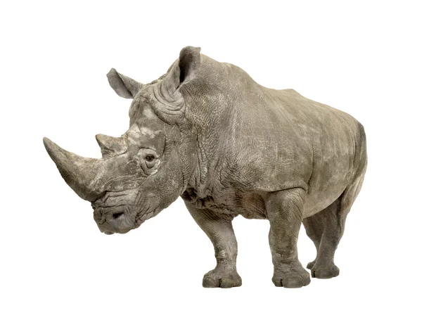 Rinoceronte branco - Ceratotherium simum (10 anos ) — Fotografia de Stock