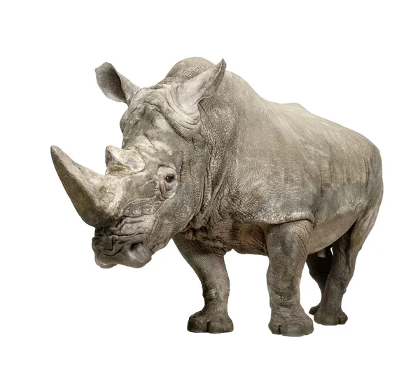 Rinoceronte branco - Ceratotherium simum (10 anos ) — Fotografia de Stock