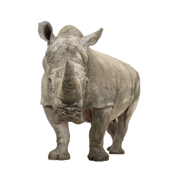 White Rhinoceros - Ceratotherium simum (10 years)