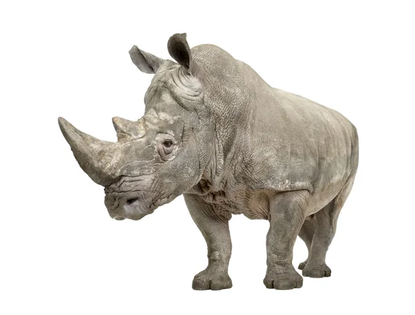 Nosorożec biały - simum simum simum (10 lat) — Zdjęcie stockowe