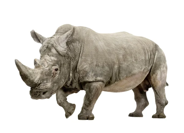 White Rhinoceros - Ceratotherium simum (10 years) — Stock Photo, Image