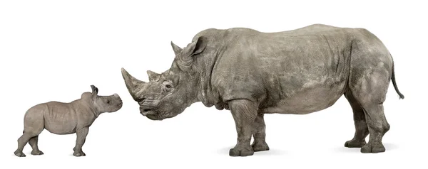 Mother and baby White Rhinoceros, Ceratotherium simum, 10 years old and 2 months old, in front of a white background — Stock Photo, Image