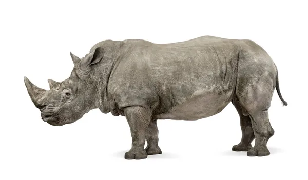 Rinoceronte branco ou rinoceronte de lábios quadrados, Ceratotherium simum, 10 anos, na frente de um fundo branco — Fotografia de Stock
