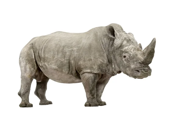 Bílý nosorožec - Ceratotherium simum (10 let) — Stock fotografie