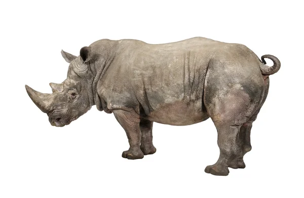 Білий носоріг - Ceratotherium simum (10 років) — стокове фото