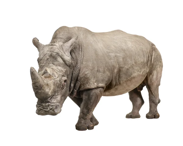 Vit noshörning - Ceratotherium simum (10 år) — Stockfoto