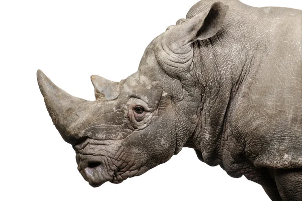 White Rhinoceros - Ceratotherium simum (10 years) — Stock Photo, Image