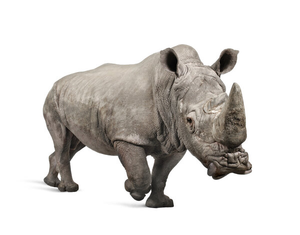 White Rhinoceros - Ceratotherium simum (10 years)