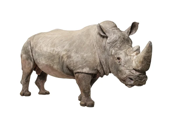 Rinoceronte bianco - Ceratotherium simum (10 anni ) — Foto Stock