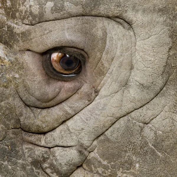 Beyaz gergedan - Ceratotherium simum (10 yıl) — Stok fotoğraf