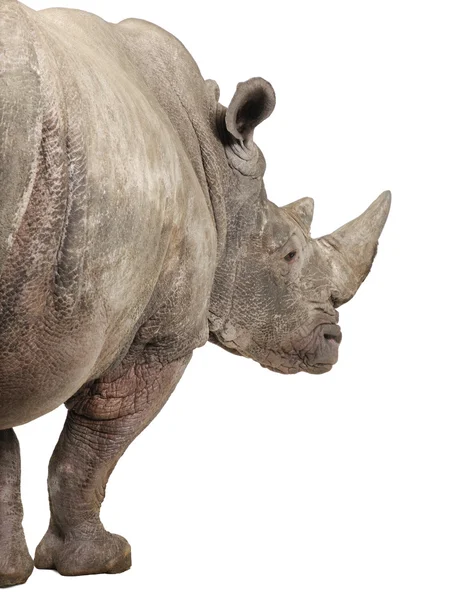 Rinoceronte Blanco - Ceratotherium simum (10 años ) — Foto de Stock