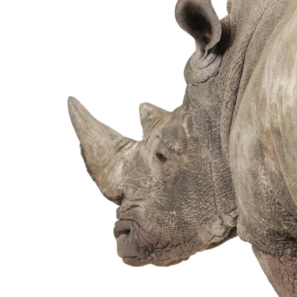 Rinoceronte Blanco - Ceratotherium simum (10 años ) —  Fotos de Stock
