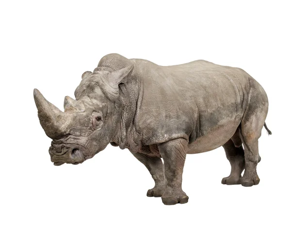 Білий носоріг - Ceratotherium simum (10 років) — стокове фото