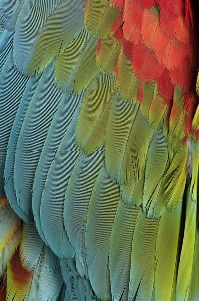 Gros plan sur les plumes — Photo