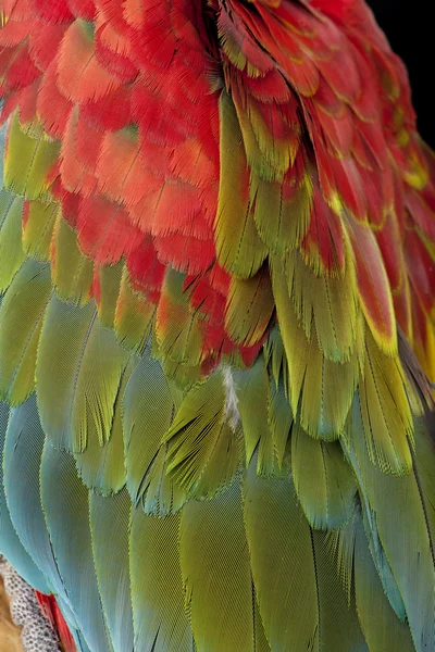 Amerika papağanı - yeşil kanatlı Ara chloropterus (18 ay) — Stok fotoğraf