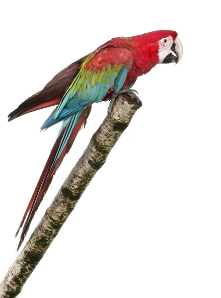 Green-winged Macaw - Ara chloropterus (18 months) — Stock Photo, Image