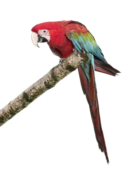 Green-winged Macaw - Ara chloropterus (18 months) — Stock Photo, Image