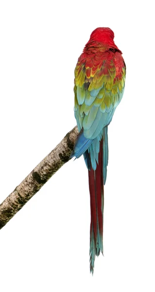 Zelená okřídlený papoušek - Ara chloropterus (18 měsíců) — Stock fotografie