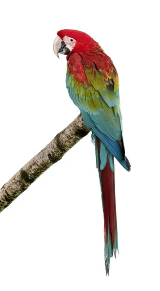 Amerika papağanı - yeşil kanatlı Ara chloropterus (18 ay) — Stok fotoğraf