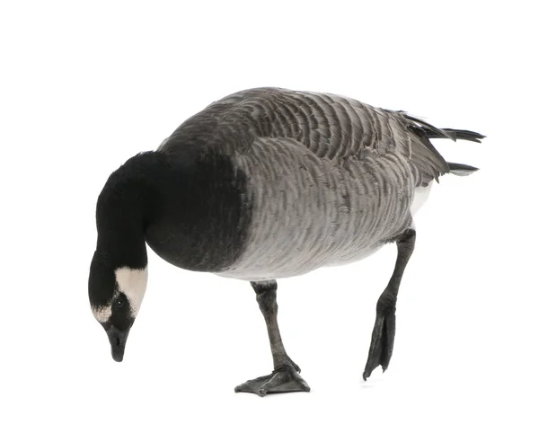 Mixed-Breed goose between Canada Goose and Barnacle Goose — Stock Photo, Image
