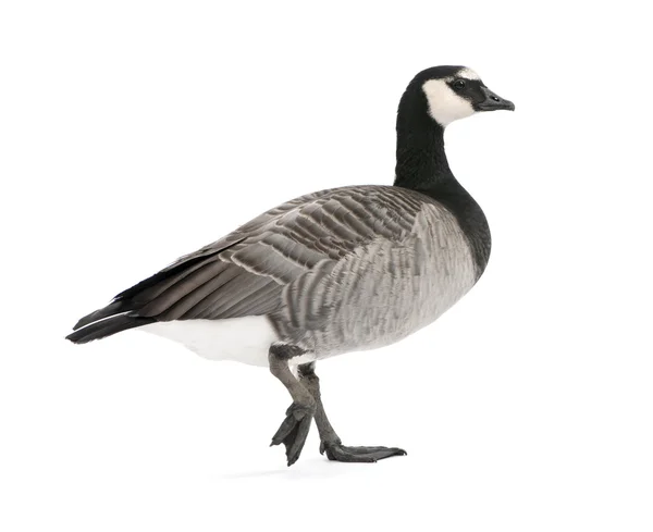 Змішана порода goose між Казарка і белощекие гуска — стокове фото