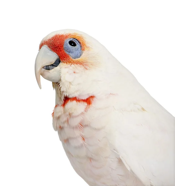 Långnäbbad kakadua - cacatua tenuirostris — Stockfoto